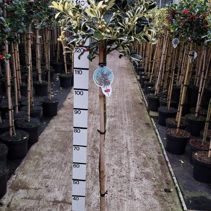 Ilex aquifolium 'Silver van Tol' - Japanse Hulst op stam