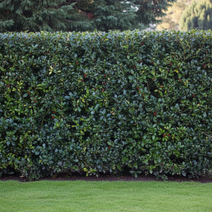 Dichte hulst haag (Ilex aquifolium) met glanzend groen blad en rode bessen, wintergroene en inheemse erfafscheiding in de tuin.