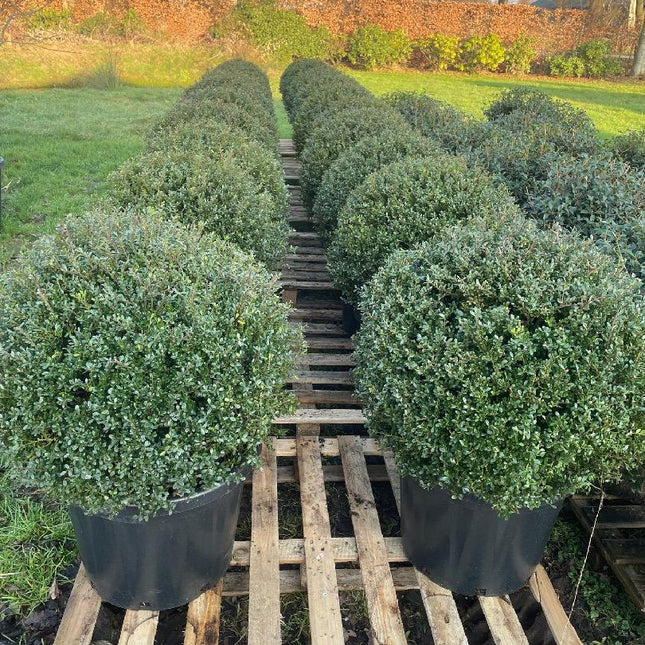 Ilex crenata op pallet in tuin