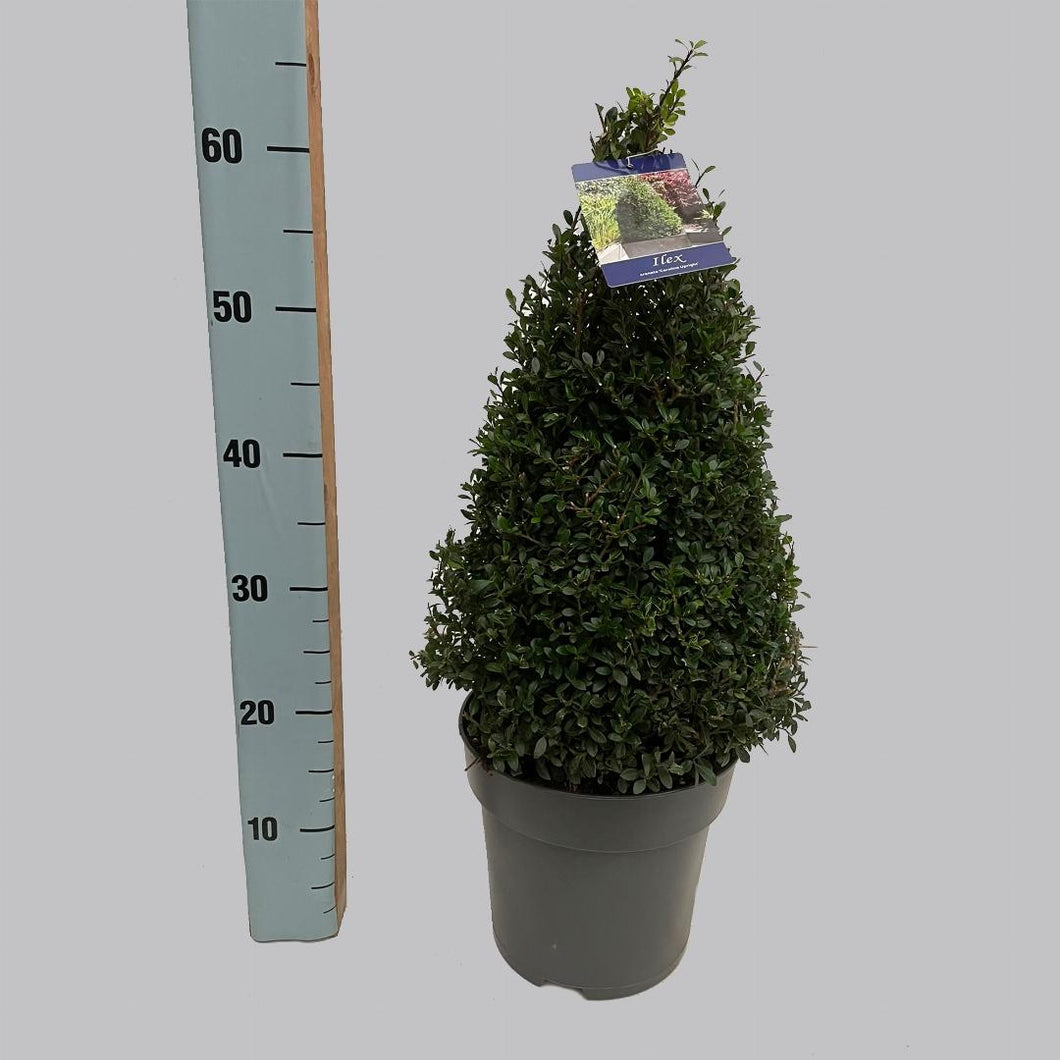 Ilex crenata 'Caroline Upright' - Buxus Kegel vervanger 40-50cm