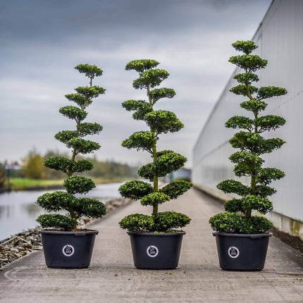 Ilex Crenata Bonsai 160-180cm