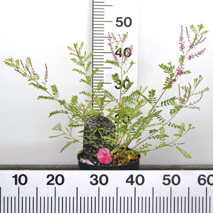 Indigofera heterantha - Indigostruik