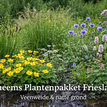Inheems vaste plantenpakket Friesland voor veenweide en natte grond met dotterbloem, adderwortel, blauwe knoop en siergrassen