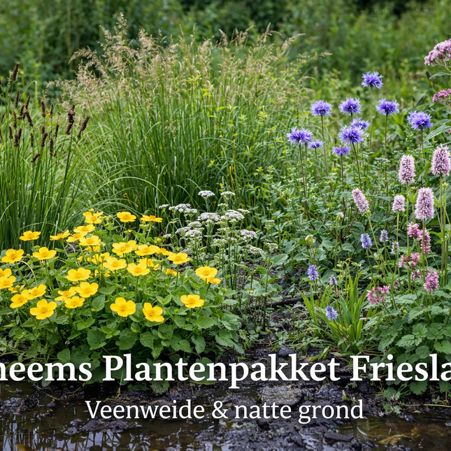 Inheems vaste plantenpakket Friesland voor veenweide en natte grond met dotterbloem, adderwortel, blauwe knoop en siergrassen