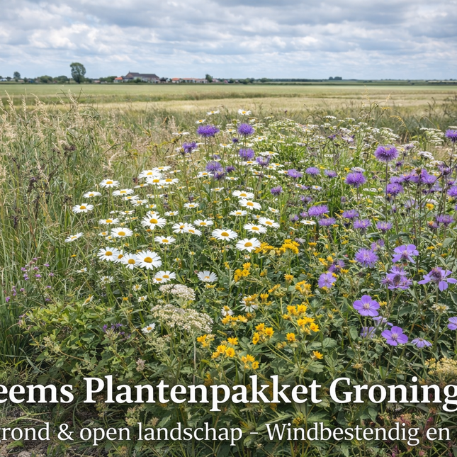 Inheems vaste plantenpakket Groningen voor kleigrond met margriet, knoopkruid, geranium en siergrassen in windbestendige polderborder