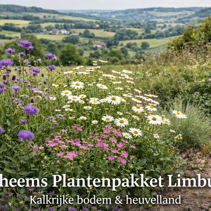 Inheems vaste plantenpakket Limburg voor kalkrijke bodem met beemdkroon, margriet, steenanjer en wilde tijm in heuvellandborder