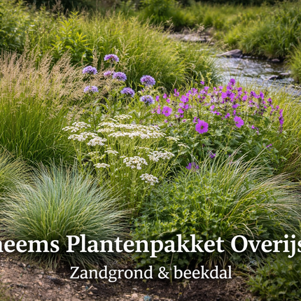 Inheems vaste plantenpakket Overijssel voor zandgrond en beekdal met duizendblad, beemdkroon, geranium en siergrassen in bloeiende border