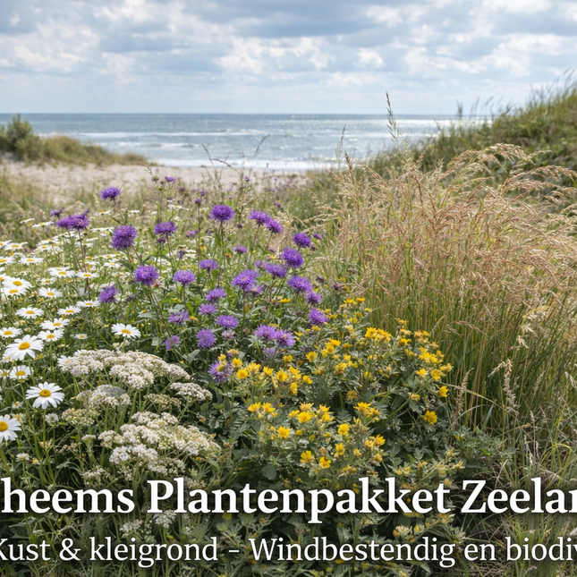 Inheems vaste plantenpakket Zeeland voor kust en kleigrond met margriet, knoopkruid, rolklaver en siergrassen in windbestendige border