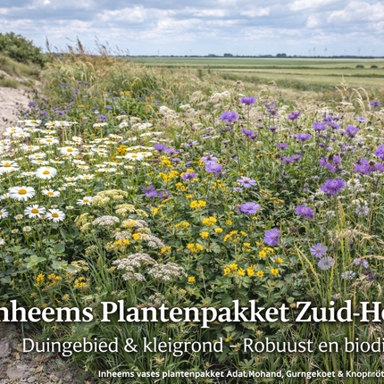 Inheems vaste plantenpakket Zuid-Holland voor duingebied en kleigrond met margriet, knoopkruid, beemdkroon en siergrassen in natuurlijke kustborder