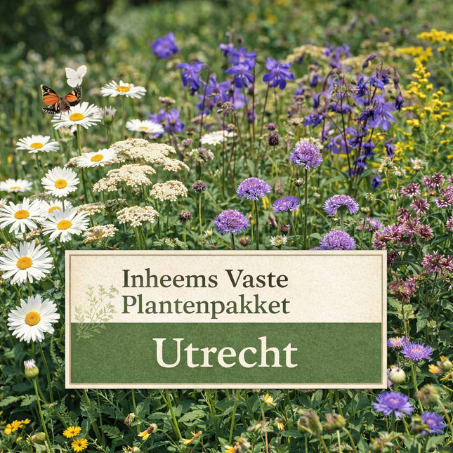 Inheems vaste plantenpakket Utrecht met biodiverse bloemen zoals margriet, beemdkroon en wilde akelei