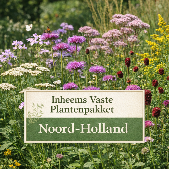 Inheems vaste plantenpakket Noord-Holland 5 m² met biodiversiteitsvriendelijke bloemen voor bijen en vlinders
