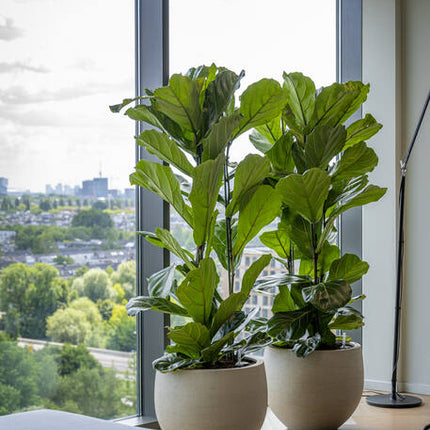 Pottery Pots - Jumbo Orb - XXS - Beige Washed