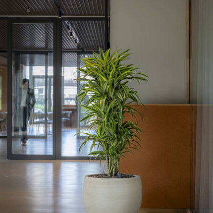 Pottery Pots - Jumbo Orb - XXS - Beige Washed