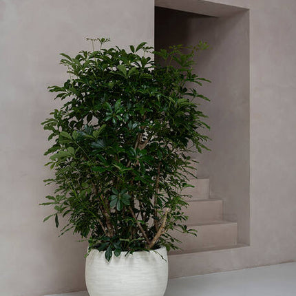 Pottery Pots - Jumbo Orb - XXS - Ivory Washed