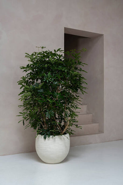 Pottery Pots - Jumbo Orb - XXS - Ivory Washed