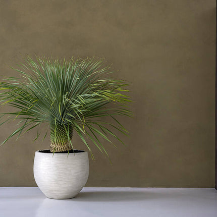 Pottery Pots - Jumbo Orb - XXS - Ivory Washed