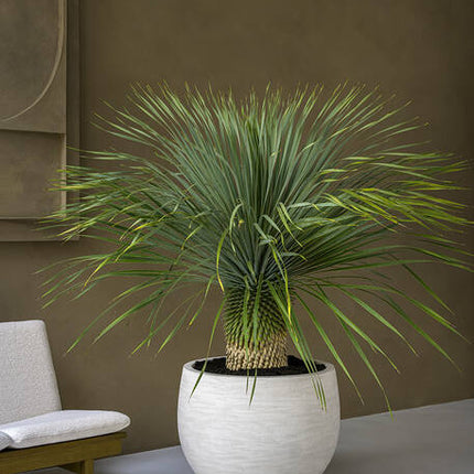 Pottery Pots - Jumbo Orb - XXS - Ivory Washed