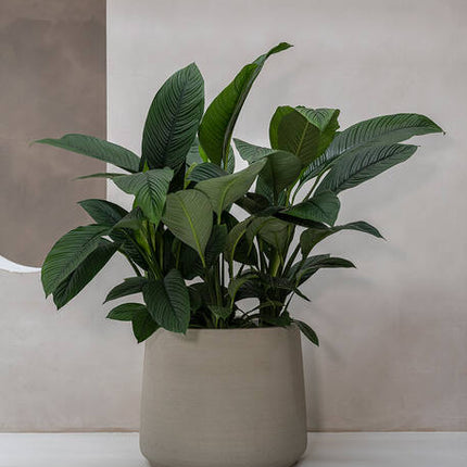 Pottery Pots - Jumbo Patt - XS - Beige Washed