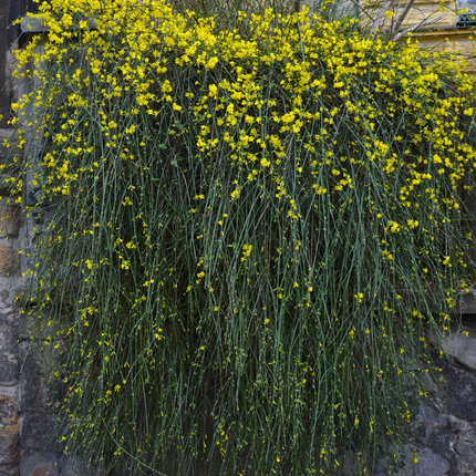 Jasminum nudiflorum - Winterjasmijn