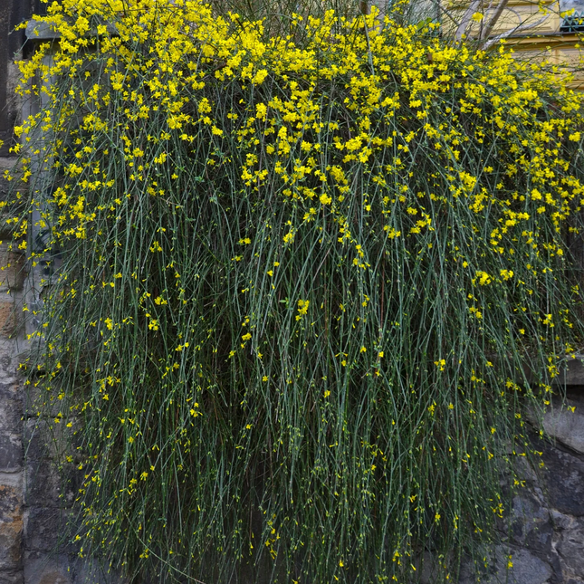 Jasminum nudiflorum - Winterjasmijn