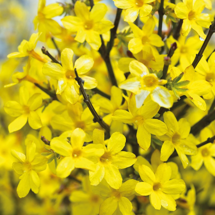 Jasminum nudiflorum - Winterjasmijn