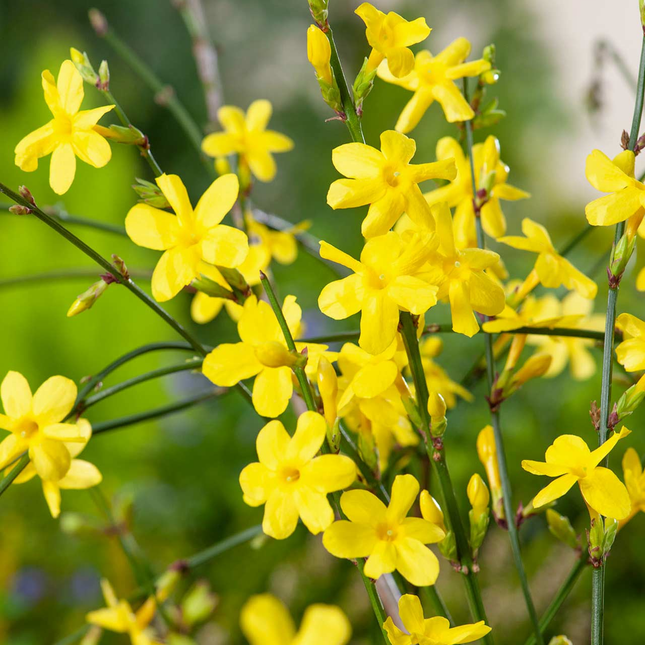 Jasminum nudiflorum - Winterjasmijn
