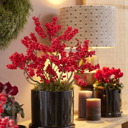 Ilex verticillata 'Jingle Bells'® - Winterbes (Oók voor binnenshuis)
