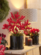 Afbeelding in Gallery-weergave laden, Ilex verticillata &#39;Jingle Bells&#39;® - Winterbes (Oók voor binnenshuis)
