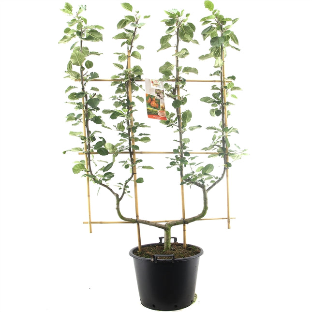 Malus domestica Jonagold - Rode appel dubbele U leivorm