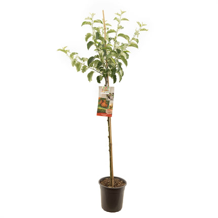 Malus domestica Jonagold - Rode appel halfstam