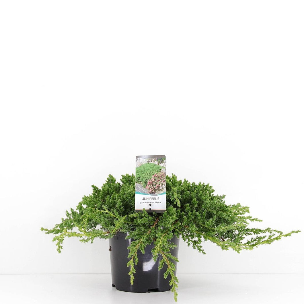 Juniperus procumbens 'Nana' - Jeneverbes