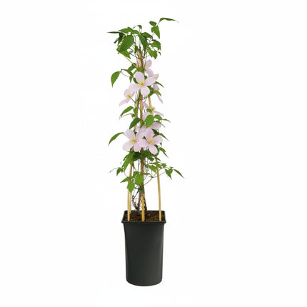 Clematis Montana 'Pink Perfection' - Roze bosrank