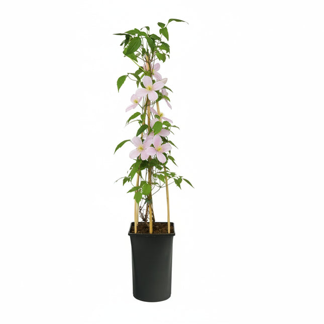 Clematis Montana 'Pink Perfection' - Roze bosrank