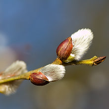 Afbeelding in Gallery-weergave laden, Salix cap. Kilmarnock op stam - Treurwilg
