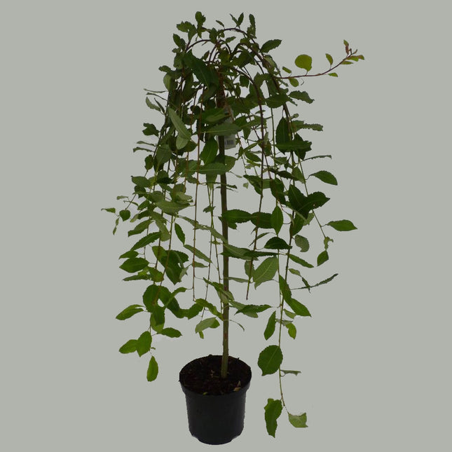 Salix cap. Kilmarnock op stam - Treurwilg