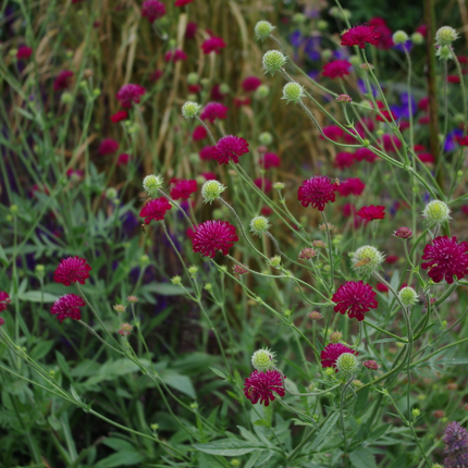 Borderpakket 'Wild & Inheems' - 5m² - 40 planten