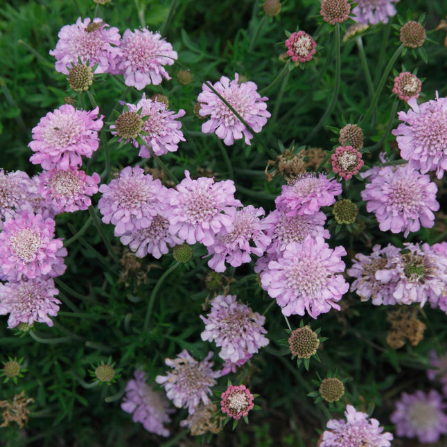 Knautia arvensis (beemdkroon) met zachtroze, kussenvormige bloemen op slanke stelen, omringd door fijn groen blad in een natuurlijke omgeving.