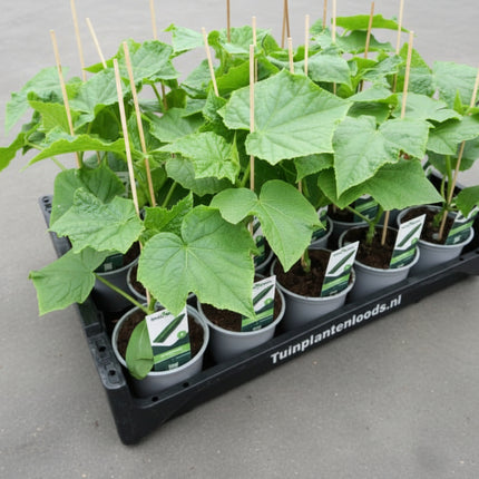 Moestuinpakket Mei kopen – complete bundel (1–3 m²)