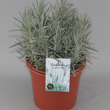 Lavandula angustifolia 'Alba' - Witte lavendel