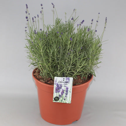 Lavandula angustifolia 'Hidcote' - Diep violet/paarse Lavendel