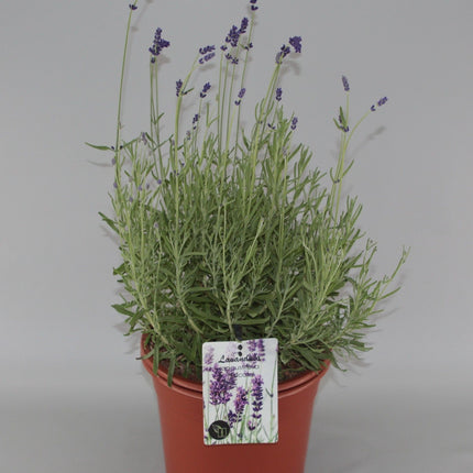 Lavandula angustifolia 'Hidcote' - Diep violet/paarse Lavendel
