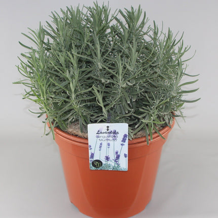 Lavandula angustifolia 'Munstead' -  Licht blauw/paarse lavendel