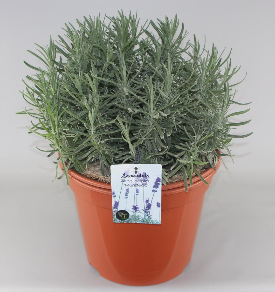 Lavandula angustifolia 'Munstead' -  Licht blauw/paarse lavendel