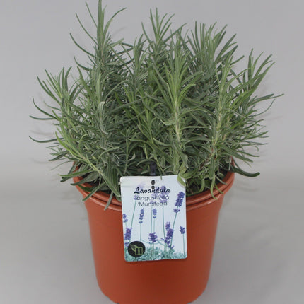 Lavandula angustifolia 'Munstead' -  Licht blauw/paarse lavendel