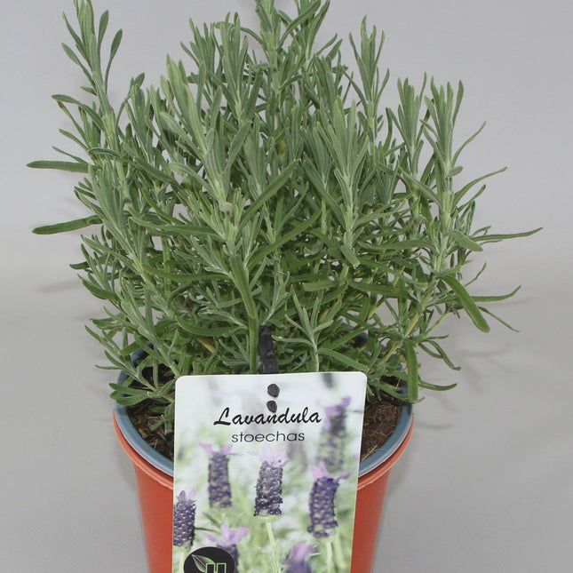 Lavandula Stoechas - Kuiflavendel