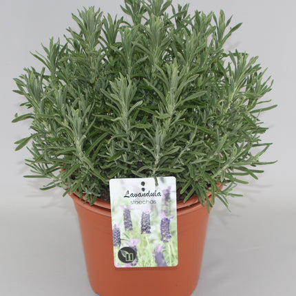 Lavandula Stoechas - Kuiflavendel