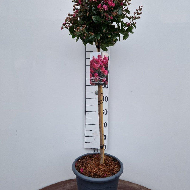 Lagerstroemia 'Berry Dazzle’ - Indische sering op stam