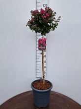 Afbeelding in Gallery-weergave laden, Lagerstroemia &#39;Berry Dazzle’ - Indische sering op stam
