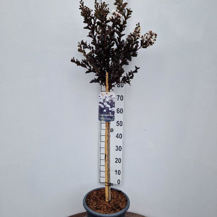 Lagerstroemia indica ‘Coconut Sorbet’ - Indische sering (Struik of op stam)