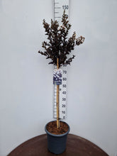 Afbeelding in Gallery-weergave laden, Lagerstroemia indica ‘Coconut Sorbet’ - Indische sering (Struik of op stam)
